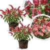 Set of 2 Red Shrimp Plant Live, 4-7 Inches Tall, Vibrant Garden Flower Starter - Image 1