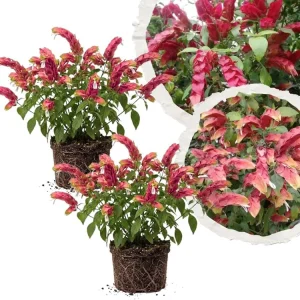 Set of 2 Red Shrimp Plant Live, 4-7 Inches Tall, Vibrant Garden Flower Starter - Image 1