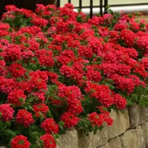 Set of 2 Red Verbena Live Plants for Outdoor, 4-6 Inch Tall Groundcover - Image 2