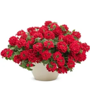 Set of 2 Red Verbena Live Plants for Outdoor, 4-6 Inch Tall Groundcover - Image 3