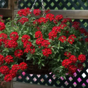 Set of 2 Red Verbena Live Plants for Outdoor, 4-6 Inch Tall Groundcover - Image 4