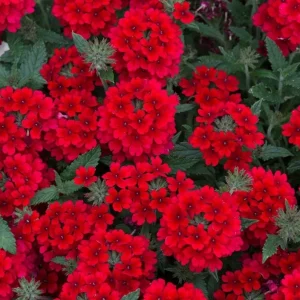 Set of 2 Red Verbena Live Plants for Outdoor, 4-6 Inch Tall Groundcover - Image 5