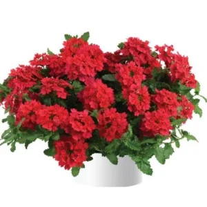 Set of 2 Red Verbena Live Plants for Outdoor, 4-6 Inch Tall Groundcover - Image 6