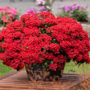 Set of 2 Red Verbena Live Plants for Outdoor, 4-6 Inch Tall Groundcover - Image 1