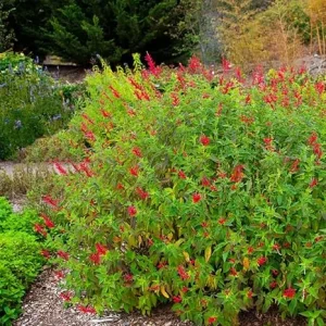 Set of 2 Salvia Plants Live Perennials – Pineapple Sage – Long Bloomer - Image 1
