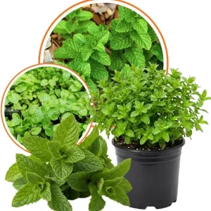 Set of 2 Strawberry Mint Live Plants 4-6 Inches - Perennial Fragrant Herbs for Indoor/Outdoor - Image 2