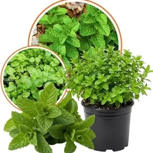 Set of 2 Strawberry Mint Live Plants 4-6 Inches - Perennial Fragrant Herbs for Indoor/Outdoor - Image 3