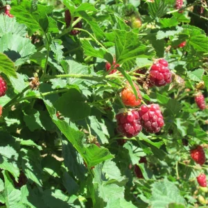 Set of 2 Thornless Boysenberry Plants – Live Plant – Sweet Berries – 4-6 Inches Tall – Indoor Outdoor Growing - Image 3