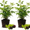 Set of 2 Thornless Boysenberry Plants – Live Plant – Sweet Berries – 4-6 Inches Tall – Indoor Outdoor Growing - Image 1