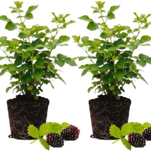 Set of 2 Thornless Boysenberry Plants – Live Plant – Sweet Berries – 4-6 Inches Tall – Indoor Outdoor Growing - Image 1