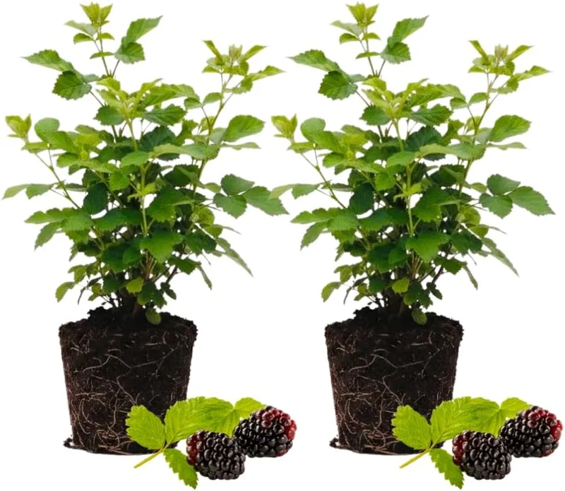 Set of 2 Thornless Boysenberry Plants – Live Plant – Sweet Berries – 4-6 Inches Tall – Indoor Outdoor Growing - Image 1