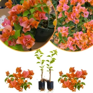 Set of 2 Variegated Purple Bougainvillea Live Plants, 5-8 Inches Tall, Indoor/Outdoor - Image 4