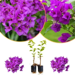 Set of 2 Variegated Purple Bougainvillea Live Plants, 5-8 Inches Tall, Indoor/Outdoor - Image 5