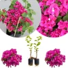 Set of 2 Variegated Purple Bougainvillea Live Plants, 5-8 Inches Tall, Indoor/Outdoor - Image 1