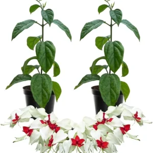 Set of 2 White Bleeding Heart Vine Live Plants, Perennial, 4-6 Inches, Outdoor - Image 1