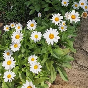 Set of 2 White Daisy Live Plants, Perennial Outdoor Flower, 3-5 Inch Tall - Image 2