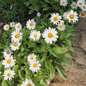 Set of 2 White Daisy Live Plants, Perennial Outdoor Flower, 3-5 Inch Tall - Image 4