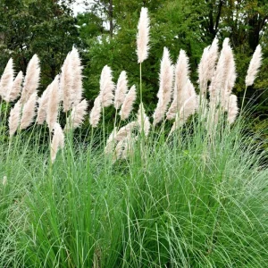 Set of 2 White Pampas Grass Live Plants - Cortaderia Selloana - 5-9 Inch - Image 3