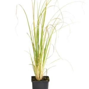 Set of 2 White Pampas Grass Live Plants - Cortaderia Selloana - 5-9 Inch - Image 5