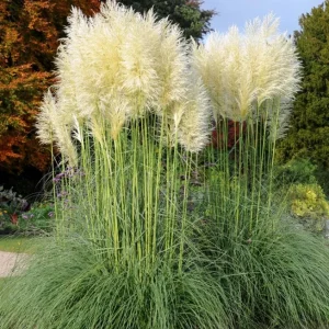 Set of 2 White Pampas Grass Live Plants - Cortaderia Selloana - 5-9 Inch - Image 6