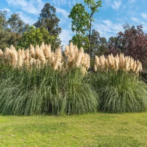 Set of 2 White Pampas Grass Live Plants - Cortaderia Selloana - 5-9 Inch - Image 7
