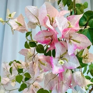 Set of 2 White Pink Bougainvillea Live Plant, Flowering Vine, Indoor Outdoor Garden 4-6 Inch - Image 5