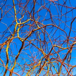 Set of 2 Willow Bare Root Trees, 1-2 Feet Tall Dormant Live Plants, Fast-Growing Cold-Hardy - Image 2