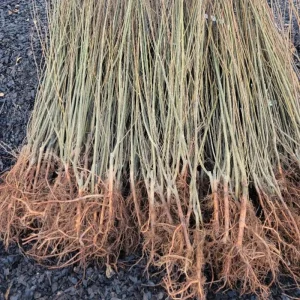 Set of 2 Willow Bare Root Trees, 1-2 Feet Tall Dormant Live Plants, Fast-Growing Cold-Hardy - Image 5
