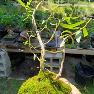 Set of 2 Willow Bare Root Trees, 1-2 Feet Tall Dormant Live Plants, Fast-Growing Cold-Hardy - Image 6