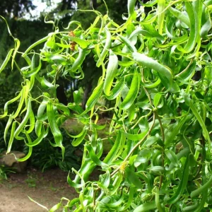 Set of 2 Willow Bare Root Trees, 1-2 Feet Tall Dormant Live Plants, Fast-Growing Cold-Hardy - Image 1