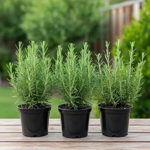 Set of 3 Blue Rosemary Live Plants 4-8 Inches Tall - Fragrant Culinary Herb - Image 4