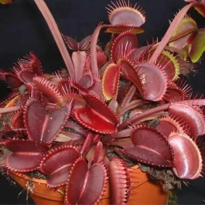 Set of 3 Dragon Venus Fly Trap Live Plants - Starter Carnivorous Plant - Image 3