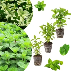 Set of 3 Mixed Mint Live Plants - Peppermint, Spearmint, Mojito Mint Herbs, 4-6 Inches Tall - Image 1