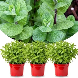 Set of 3 Mojito Mint Live Plants for Spring Planting, Fragrant Culinary Herb, Hardy - Image 4