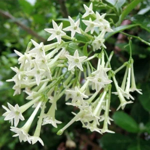 Set of 3 Night Blooming Jasmine Live Plants, 4-6