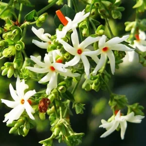 Set of 3 Night Blooming Jasmine Live Plants, 4-6