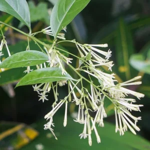 Set of 3 Night Blooming Jasmine Live Plants, 4-6