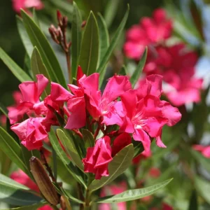 Set of 3 Pink Oleander Live Plants, Fragrant Flower Bushes, 4-7 inches Tall - Image 2
