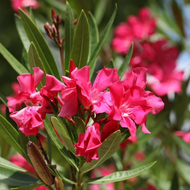 Set of 3 Pink Oleander Live Plants, Fragrant Flower Bushes, 4-7 inches Tall - Image 2