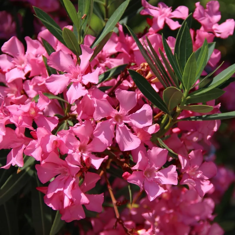 Set of 3 Pink Oleander Live Plants, Fragrant Flower Bushes, 4-7 inches Tall - Image 3