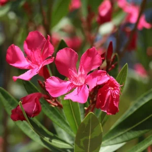 Set of 3 Pink Oleander Live Plants, Fragrant Flower Bushes, 4-7 inches Tall - Image 4