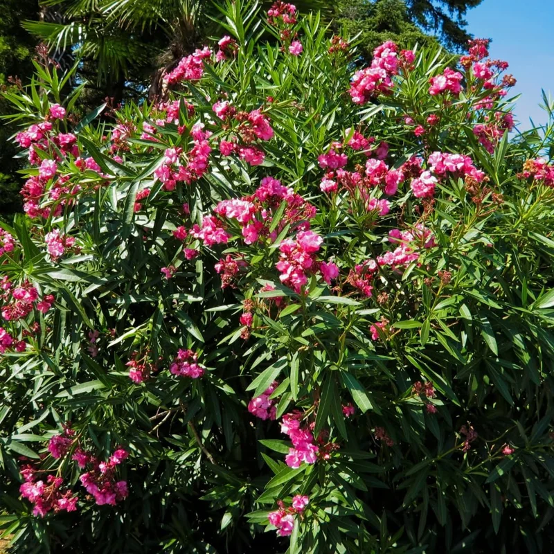 Set of 3 Pink Oleander Live Plants, Fragrant Flower Bushes, 4-7 inches Tall - Image 5