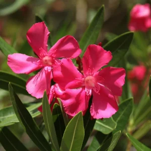 Set of 3 Pink Oleander Live Plants, Fragrant Flower Bushes, 4-7 inches Tall - Image 6