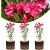 Set of 3 Pink Oleander Live Plants, Fragrant Flower Bushes, 4-7 inches Tall - Image 1