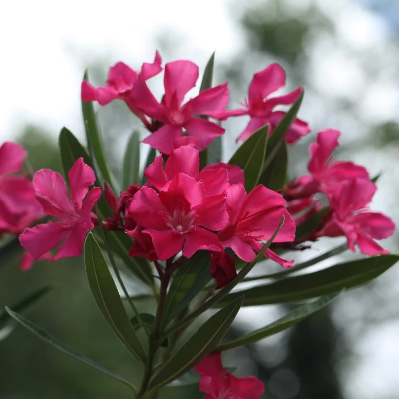 Set of 3 Pink Oleander Live Plants, Fragrant Flower Bushes, 4-7 inches Tall - Image 7