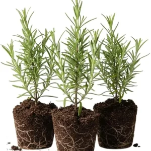 Set of 3 Rosemary Live Starter Plants, 3-6 Inch Tall, Bare Root, Outdoor Herb - Image 6