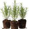 Set of 3 Rosemary Live Starter Plants, 3-6 Inch Tall, Bare Root, Outdoor Herb - Image 1