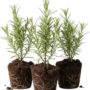Set of 3 Rosemary Live Starter Plants, 3-6 Inch Tall, Bare Root, Outdoor Herb - Image 7