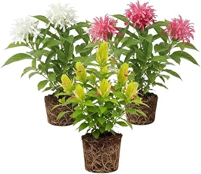 Set of 3 Shrimp Plant Live Shrubs, 5-7 Inches Tall, Easy Care, Indoor/Outdoor - Image 7