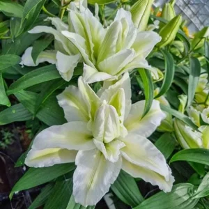 Set of 3 White Double Rose Lily Aisha Bulbs for Planting - Perennial Flowers - Image 2